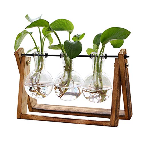 Plant Terrarium with Wooden Stand